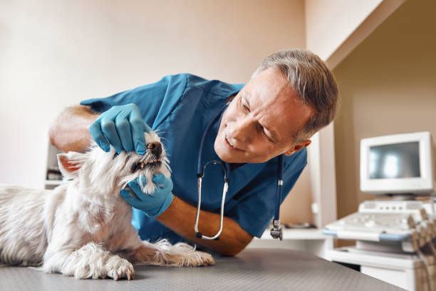 Best 24-Hour Emergency Dentist in Elmwood, IL